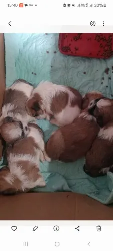 Shihtzu fêmea e machos disponível