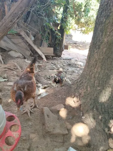 Galinha tá botando