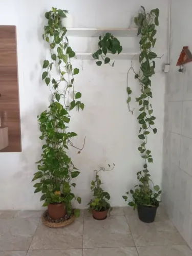 6 plantas com as duas prateleiras