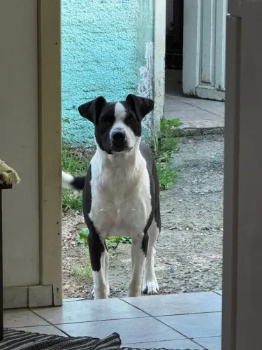 Doação Cachorro