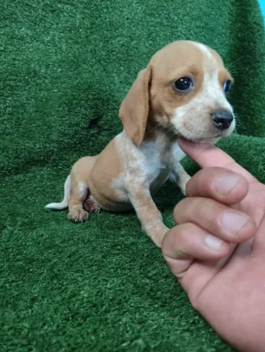 Beagle Fêmea Mini 13?