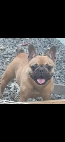 Vendo Buldog francês