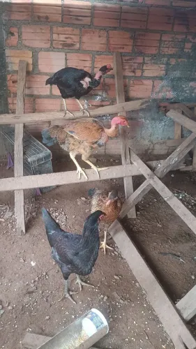 Galinha caipira 