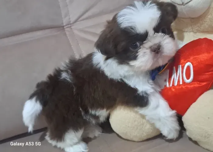 Shih Tzu | Companheiro, Afetuoso e com Garantia em Contrato