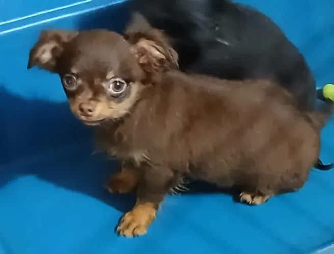 chihuahua pelo longo