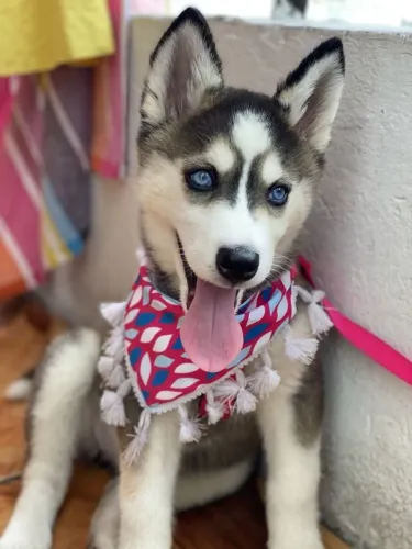 Husky Siberiano - Companhia Que Inspira Confiança Sempre