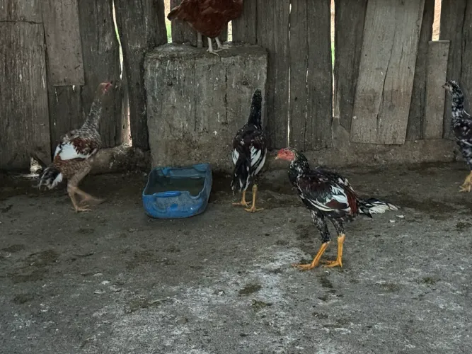 Vende se Galinha caipira