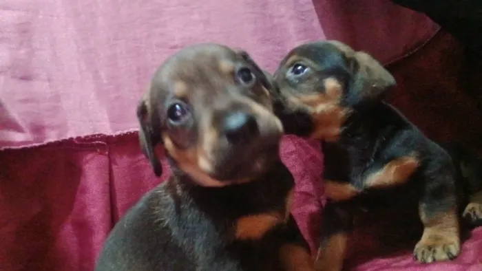 Vende filhotes de salsicha