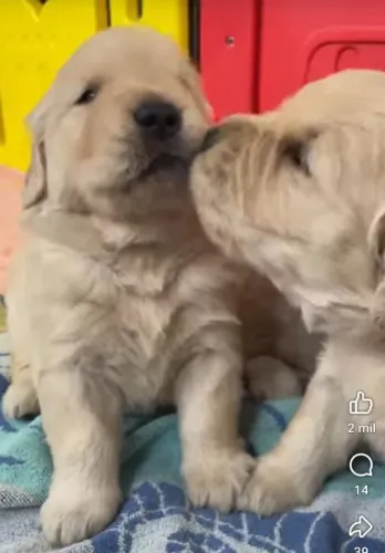 Golden Retriever Filhotes Super Carinhosos.