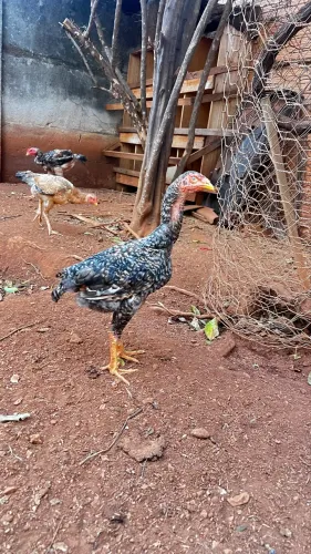 Frangos