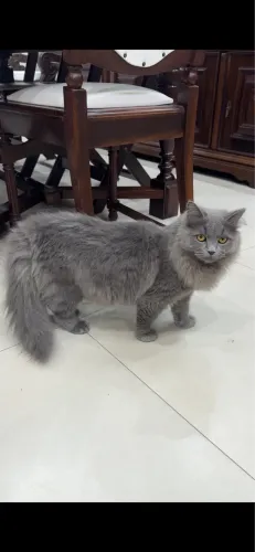 Gato com 7 meses? Mãe persa, pai angora!