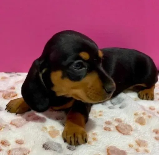 Basset Mini Filhotes Dachshund Cor Tradicional.