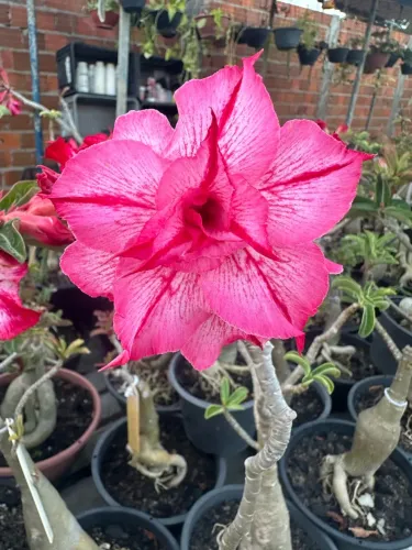 Rosa do deserto 