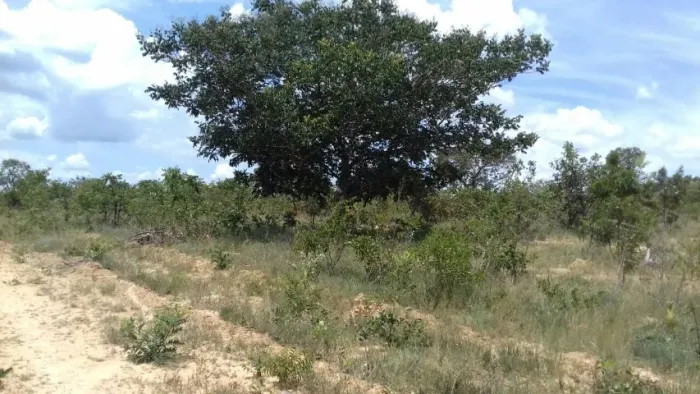 Chácara de 1000 m2 em Cordisburgo, região de Curvelo.
