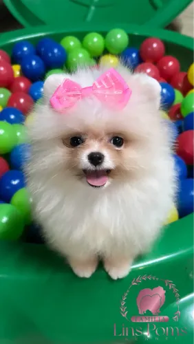 Fêmea branca - Lulu da Pomerania - linhagem Russa