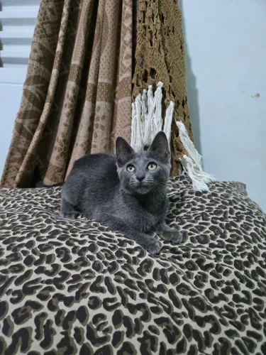 Adoção responsável 