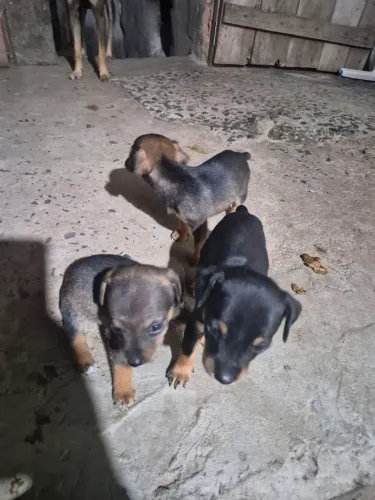 Cachorro pincher numero 1