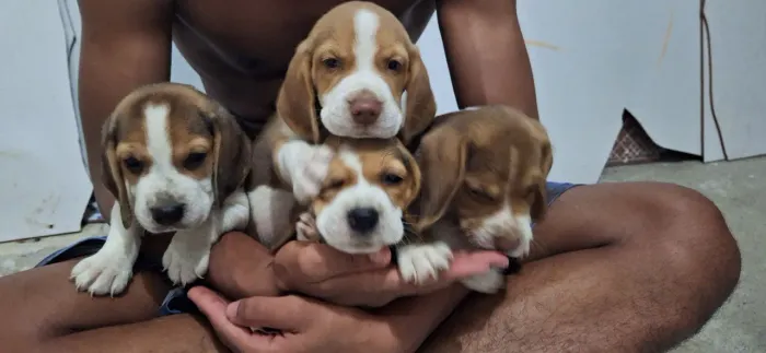 Vendo Filhotes de Cachorro da Raça Beagle 