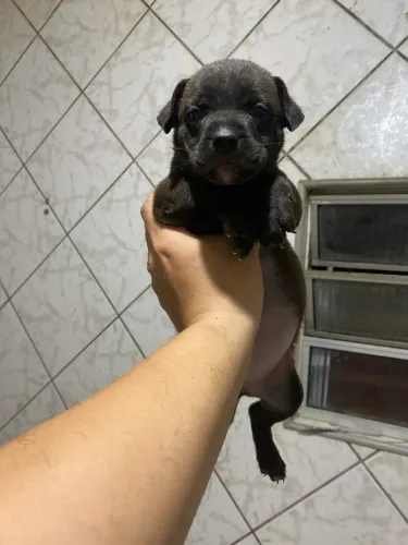 Macho disponível