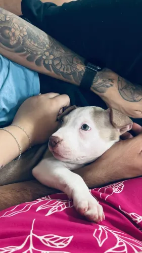 Pitbull Red Nose