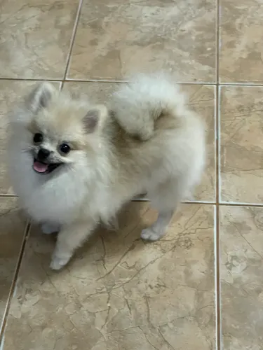Spitz alemão anão filhote 