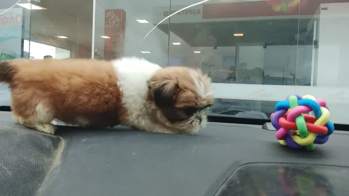 Shitzu 
