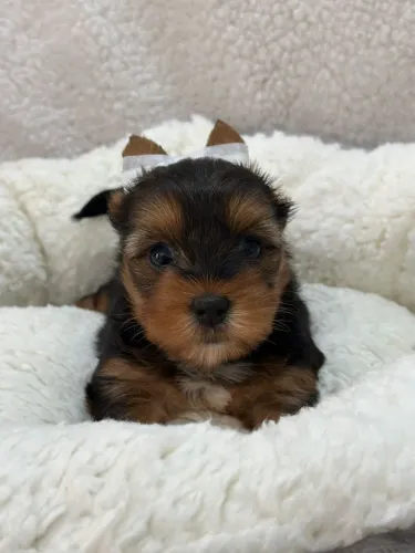 Yorkshire Terrier Macho Disponível!! Garanta o seu.