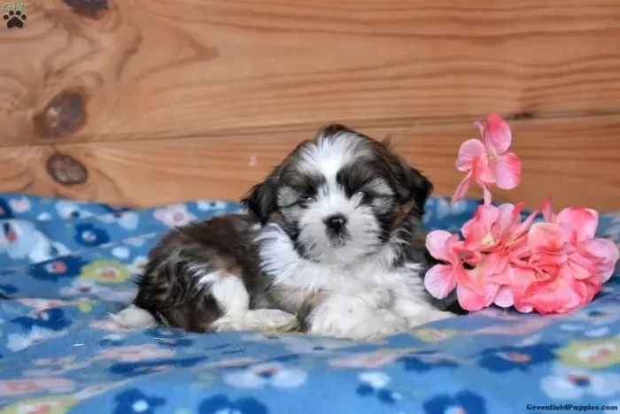 Shih Tzu Macho/Fêmea - Entrega Hoje