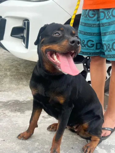Venda Rottweiler filhotes 