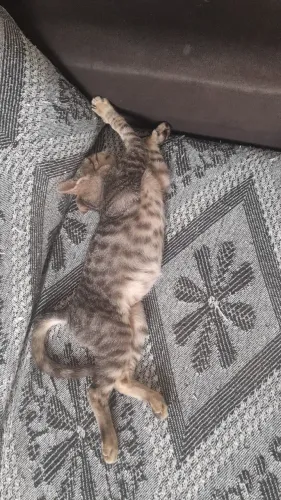 Gata fêmea 