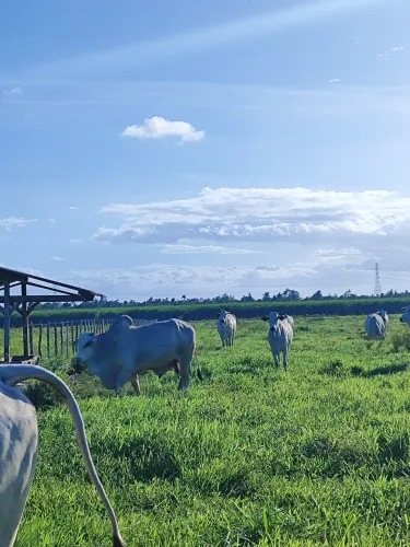 fazenda com 300 hectares bastante estruturada um luxo de fazenda