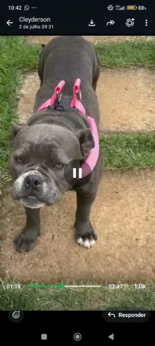 Vendo fêmea de American Bully