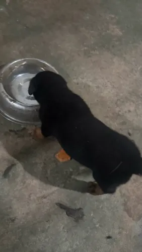 Cachorro