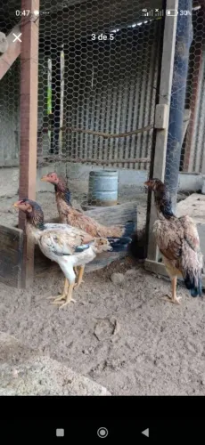 Galinha índia