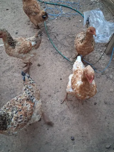 Vendo Galinha