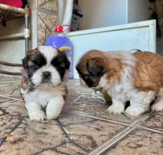 Shih Tzu Puro - Filhotes Disponíveis