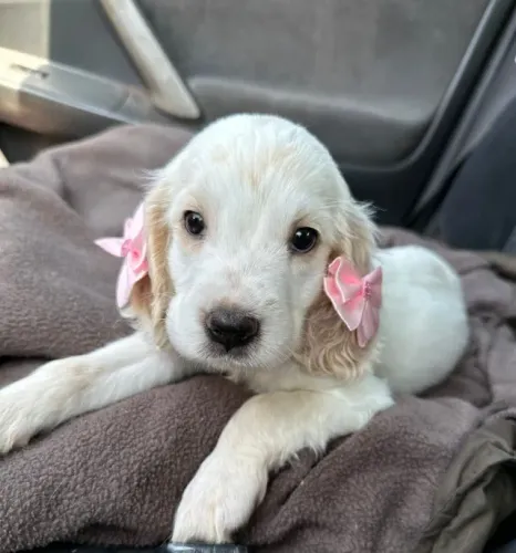 Cocker Spaniel,Cocker Spaniel Filhote de Linhagem Especial e Temperamento Encantador