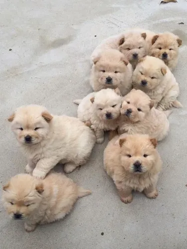 Chow Chow Um filhotinho pronto para criar memórias ao seu lado