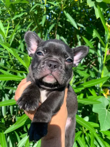 Filhote de Bulldog francês macho