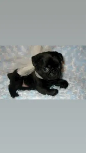 Pug Preta fêmea com pedigree