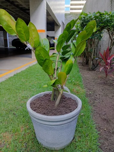 Muda de zamiocuca