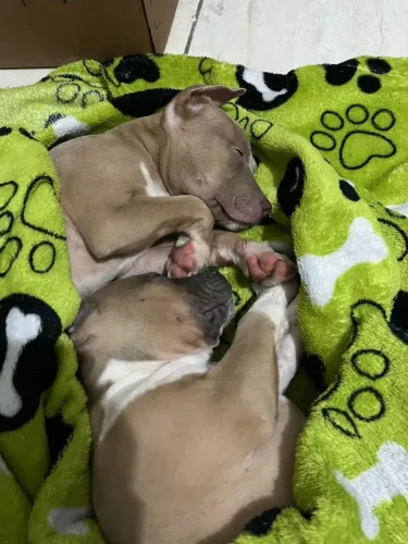 Pitbull filhote 3 meses, disponível pra venda