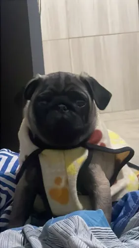 PUG MACHO REPRODUTOR