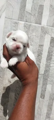 Shihtzu Macho