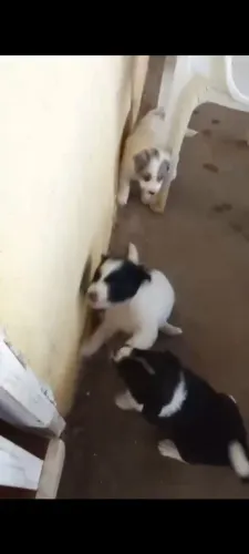 Border collie