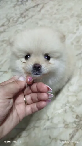Macho branco e creme spitz alemão 