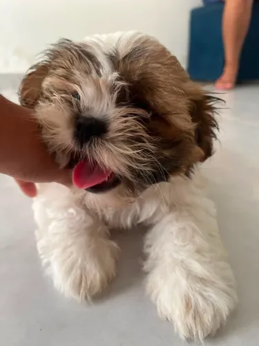 Shitzu 2 meses