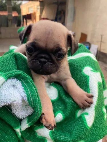 Pug macho disponível