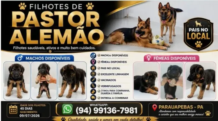 Filhotes de pastor Alemão