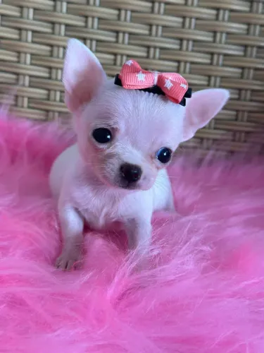 Chihuahua charme e personalidade.